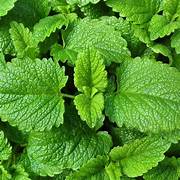 Lemon Balm herb seeds for planting - Heirloom & Non-GMO Garden seeds, fragrant herb for kitchen and garden