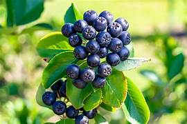 Chokeberry fruit seeds for planting – Heirloom & Non-GMO garden seeds for antioxidant-rich home harvests
