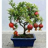 Miniature Bonsai Pomegranate fruit seeds for planting - Heirloom & Non-GMO Garden seeds