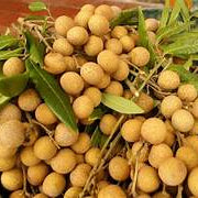 Longan fruit seeds for planting – Heirloom & Non-GMO garden seeds, tropical trees with sweet juicy fruits