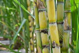 Sugarcane fruit seeds for planting - Heirloom & Non-GMO Garden seeds, sweet cane plants for home gardens