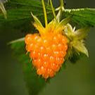 Salmonberry fruit seeds for planting – Heirloom & Non-GMO garden seeds, sweet tangy berries for shaded gardens