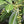 Bay Laurel fruit seeds for planting - Heirloom & Non-GMO garden seeds, aromatic tree for flavorful gardens