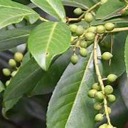 Bay Laurel fruit seeds for planting - Heirloom & Non-GMO garden seeds, aromatic tree for flavorful gardens