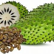 Annona Muricata Soursop fruit seeds for planting - Heirloom & Non-GMO Garden seeds
