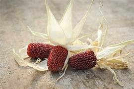 Strawberry Popcorn vegetable seeds for planting - Heirloom & Non-GMO Garden seeds