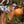 American Persimmons fruit seeds for planting - Heirloom & Non-GMO Garden seeds