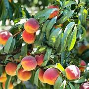 Nemaguard Peach fruit tree seeds for planting - Heirloom & Non-GMO Garden seeds