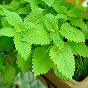 Lemon Balm herb seeds for planting - Heirloom & Non-GMO Garden seeds, fragrant herb for kitchen and garden
