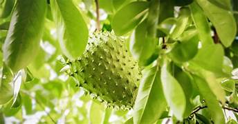 Army Green Graviola Soursop fruit seeds for planting - Heirloom & Non-GMO Garden seeds, exotic tropical tree variety