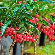 Ardisia Crenata fruit seeds for planting - Heirloom & Non-GMO Garden seeds