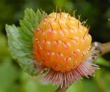 Salmonberry fruit seeds for planting – Heirloom & Non-GMO garden seeds, sweet tangy berries for shaded gardens