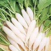 Cream Radish Fruit & Vegetable Seeds for Planting – Heirloom & Non-GMO Garden Variety – 100 pcs