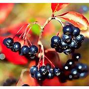 Chokeberry fruit seeds for planting – Heirloom & Non-GMO garden seeds for antioxidant-rich home harvests
