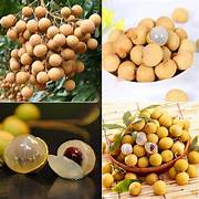 Longan fruit seeds for planting – Heirloom & Non-GMO garden seeds, tropical trees with sweet juicy fruits