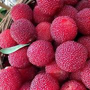 Red Myrica fruit seeds for planting – Heirloom & Non-GMO garden seeds for sweet versatile berry harvests