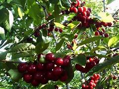 Rainier Sour Cherry fruit seeds for planting - Heirloom & Non-GMO Garden seeds