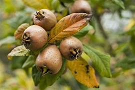 Cream Mespilus Fruit Seeds for Planting – Heirloom & Non-GMO Medlar Seeds for Creamy Fruit Trees