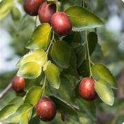 Marron Jujube Fruit Seeds for Planting – Heirloom & Non-GMO Garden seeds, sweet nutritious fruits for home gardens