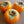 American Persimmons fruit seeds for planting - Heirloom & Non-GMO Garden seeds