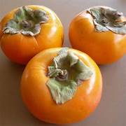American Persimmons fruit seeds for planting - Heirloom & Non-GMO Garden seeds