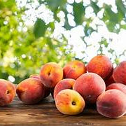 Nemaguard Peach fruit tree seeds for planting - Heirloom & Non-GMO Garden seeds