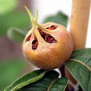 Cream Mespilus Fruit Seeds for Planting – Heirloom & Non-GMO Medlar Seeds for Creamy Fruit Trees
