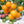 Yellow Grape Tomato vegetable seeds for planting - Heirloom & Non-GMO Garden seeds