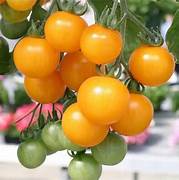 Yellow Grape Tomato vegetable seeds for planting - Heirloom & Non-GMO Garden seeds