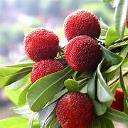 Red Myrica fruit seeds for planting – Heirloom & Non-GMO garden seeds for sweet versatile berry harvests