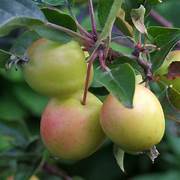 Crab Apple fruit seeds for planting – Heirloom & Non-GMO ornamental garden seeds