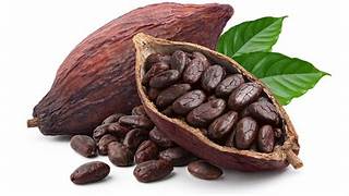 Kakaobohne fruit seeds for planting - Heirloom & Non-GMO Garden seeds, cocoa bean variety for chocolate lovers