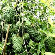 Graviola fruit seeds for planting - Heirloom & Non-GMO Garden seeds, tangy tropical fruit for home gardens