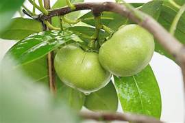 Sapote fruit seeds for planting - Heirloom & Non-GMO Garden seeds