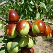 Green-Brown Jujube fruit seeds for planting - Heirloom & Non-GMO Garden seeds, flavorful fruit trees for home gardens