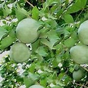 Marmelos fruit seeds for planting – Heirloom & Non-GMO garden seeds, aromatic fruit trees for classic gardens