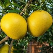 Lemon Yellow Pomelo Orange fruit seeds for planting - Heirloom & Non-GMO garden seeds, rare citrus variety