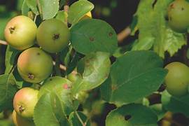 Crab Apple fruit seeds for planting – Heirloom & Non-GMO ornamental garden seeds