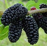Mulberry fruit seeds for planting - Heirloom & Non-GMO Garden seeds, juicy fruits ideal for garden snacking