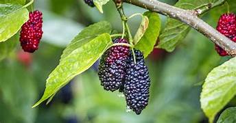 Mulberry fruit seeds for planting – Heirloom & Non-GMO garden seeds, fast-growing trees for sweet berry harvests