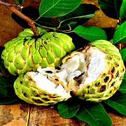 Annona Squamosa fruit seeds for planting – Heirloom & Non-GMO garden seeds, sweet nutrient-rich tree variety