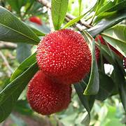 Red Myrica fruit seeds for planting – Heirloom & Non-GMO garden seeds for sweet versatile berry harvests