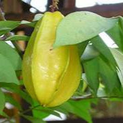 Averrhoa fruit seeds for planting – Heirloom & Non-GMO garden seeds, exotic tangy fruit trees for warm gardens