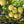 Yellow Maracuja Fruit Seeds for Planting – heirloom non-GMO seeds, tangy and tropical passionfruit – 100 pcs