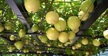 Yellow Maracuja Fruit Seeds for Planting – heirloom non-GMO seeds, tangy and tropical passionfruit – 100 pcs