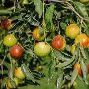 Green-Brown Jujube fruit seeds for planting - Heirloom & Non-GMO Garden seeds, flavorful fruit trees for home gardens