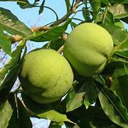 Sapote fruit seeds for planting - Heirloom & Non-GMO Garden seeds