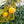 Yellow Quince fruit seeds for planting - Heirloom & Non-GMO Garden seeds, fragrant fruit variety for garden landscapes