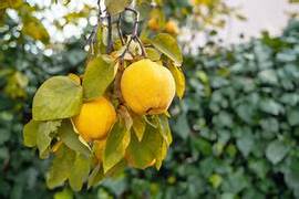 Yellow Quince fruit seeds for planting - Heirloom & Non-GMO Garden seeds, fragrant fruit variety for garden landscapes