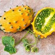 Horned Melon fruit seeds for planting - Heirloom & Non-GMO Garden seeds